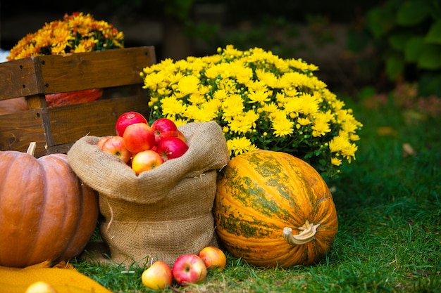 Orange pumpkin on green grass near the wooden cart