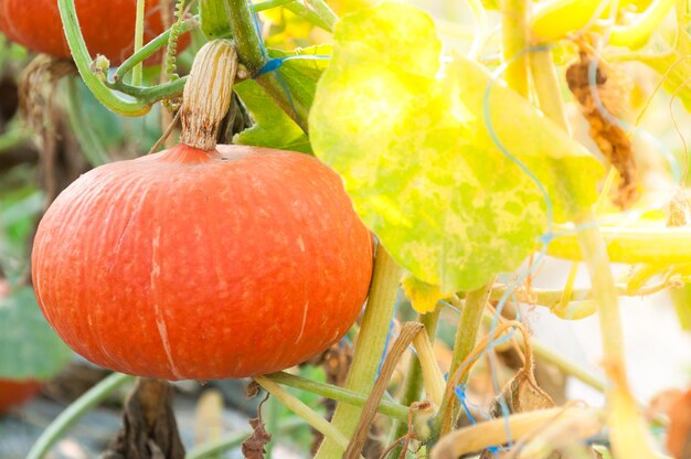 Orange Pumpkin Growing in the Garden,Fresh organic pumpkin in field