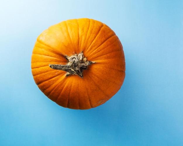 Orange pumpkin isolated over the blue background top view