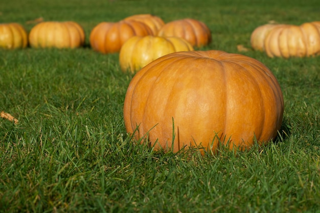 orange pumpkin lies on the green lawn closeup