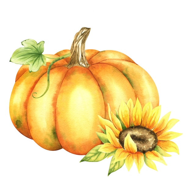 Orange pumpkin and sunflower Farm organic autumn vegetables Autumn decoration Isolated Watercolor illustration It is perfect for thanksgiving and halloween cards or posters