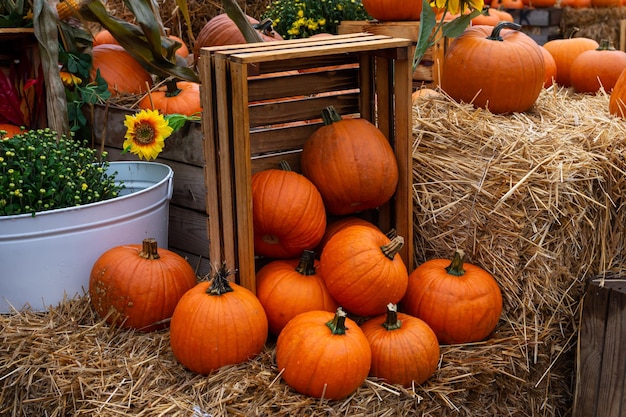 Foto zucca arancione in una scatola di legno zucche sul fieno secco