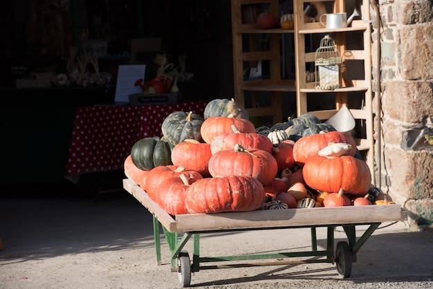 Photo orange pumpkins as a decoration. shot with selective focus