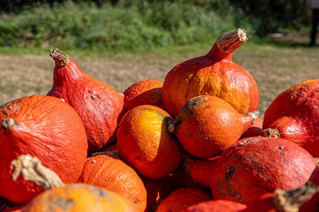 Orange pumpkins on a background of grass