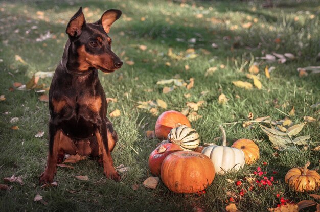 オレンジ色のカボチャと緑の草の上に座って犬ミニチュア ・ ピンシャーの束秋のシーズン コンセプト