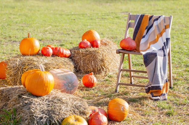 Orange pumpkins on farm in sunny autumn day