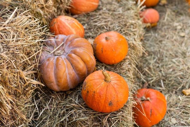 ハロウィーンと秋の背景のフィールドにオレンジ色のカボチャ