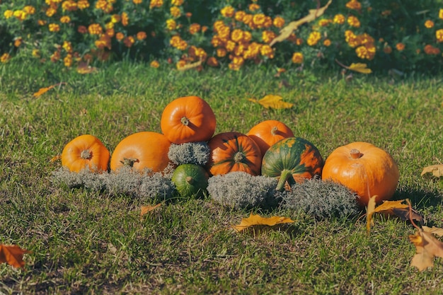 Оранжевые тыквы на траве в осенних листьях. тыквенный участок.