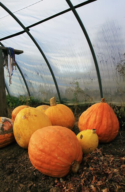 Orange pumpkins in a greenhouse in countryside