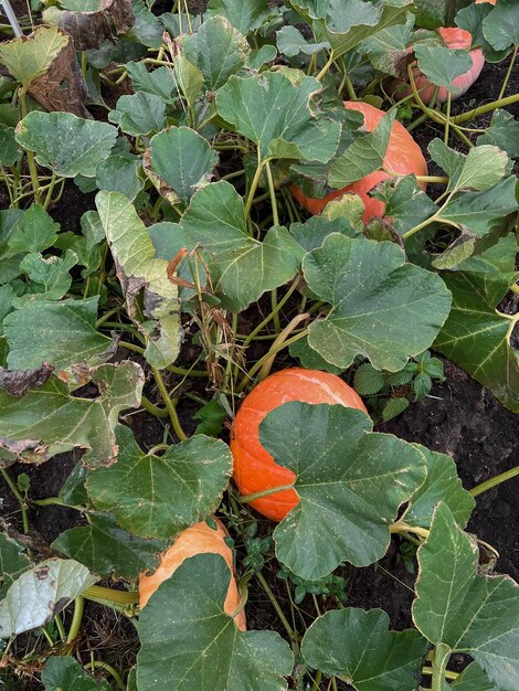 Orange pumpkins grew in tallow in the garden Gardening