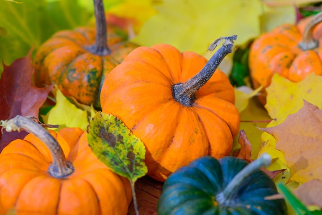 Orange pumpkins lie on autumn leaves.