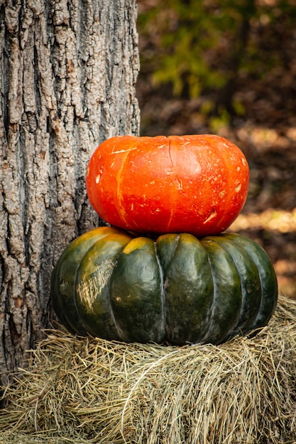 Orange pumpkins at outdoor farmer market