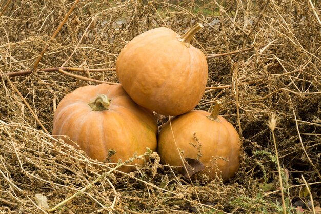 Zucche arancioni in un mercato agricolo all'aperto