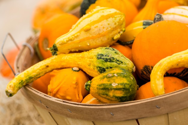 Orange pumpkins on the pumpkin patch.