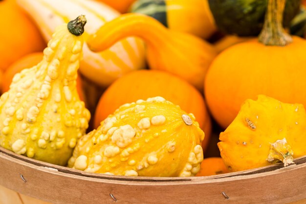 Orange pumpkins on the pumpkin patch.