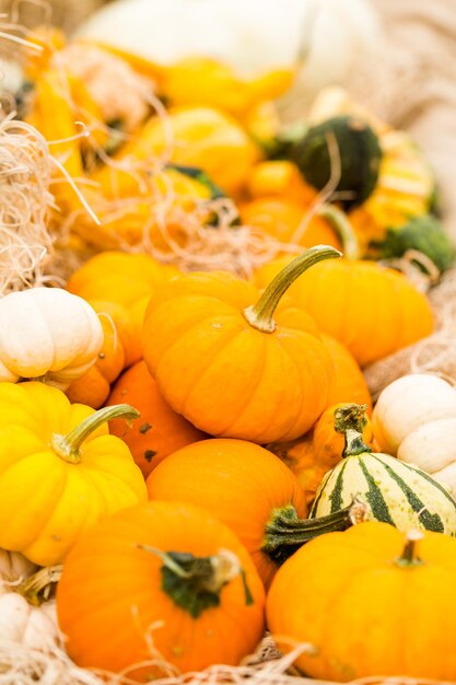 Orange pumpkins on the pumpkin patch.