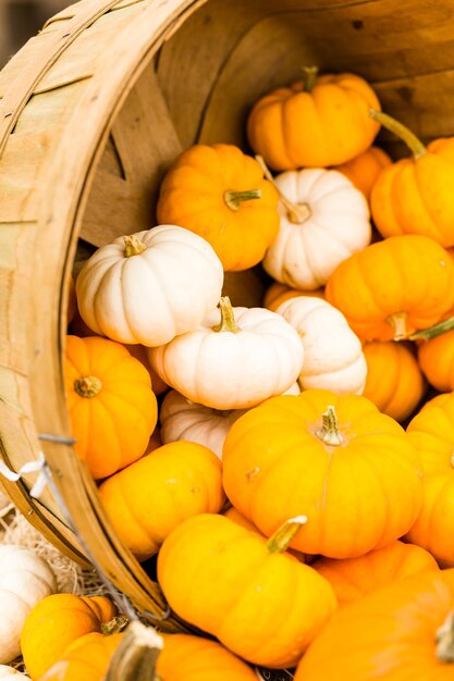 Orange pumpkins on the pumpkin patch