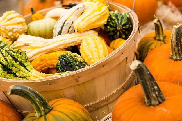 Orange pumpkins on the pumpkin patch.