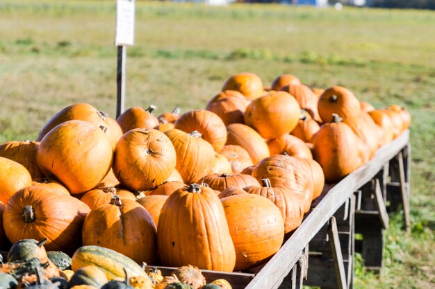 Orange pumpkins in a random pile