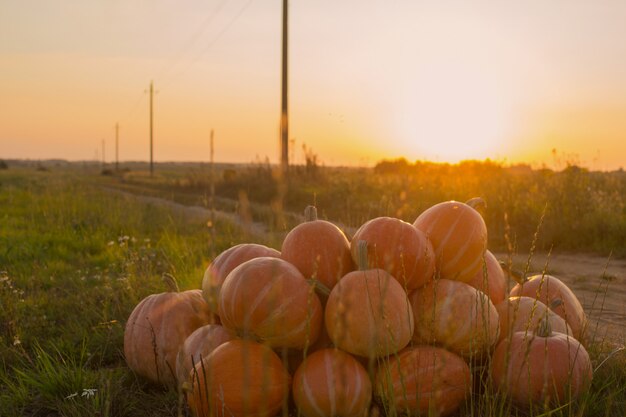 Orange pumpkins on rural field at sunset