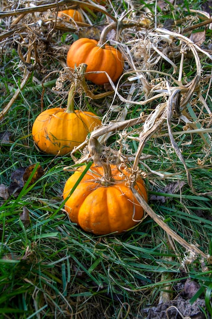 Orange Pumpkins on vines Harvest time Pumpkins in garden