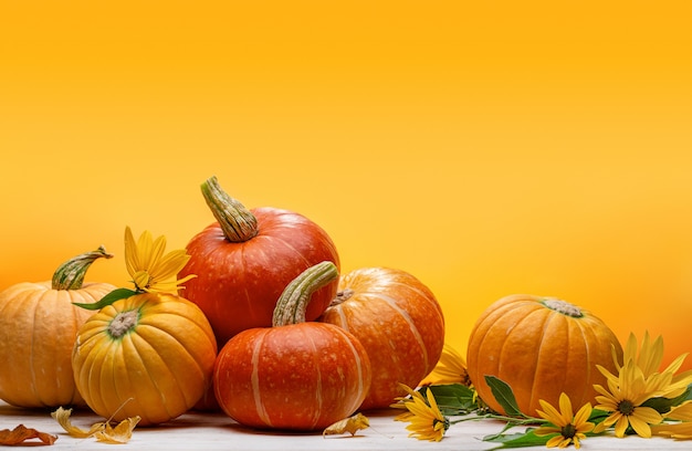 Orange pumpkins and yellow autumn flowers
