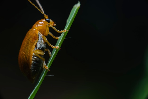 緑の葉をつかむ美しい色のオレンジ色の赤いカブトムシ