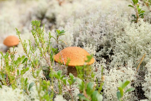 Orange red cap Boletus sanguinescens Leccinum aurantiacum mushroom on white lichen moss