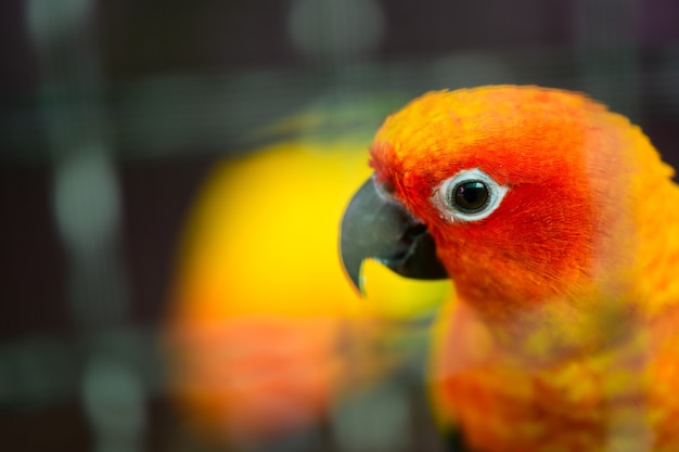 Orange and red lovebird parrot head on blurry background, animal pet concept