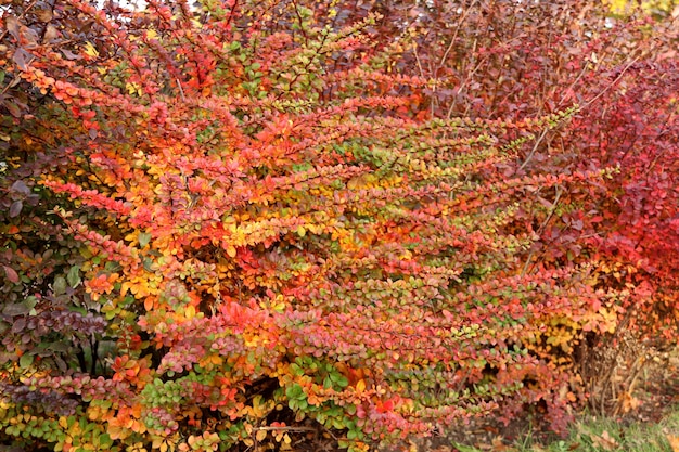 Orange and red multicolored bright bush leaves closeup in autumn