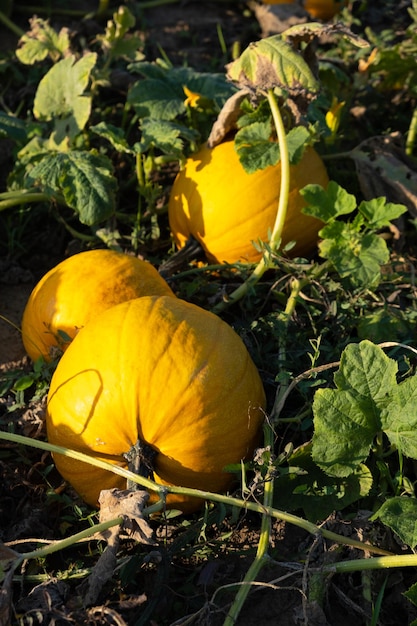 Orange ripe pumpkins in the garden Thanksgiving and autumn harvest concept