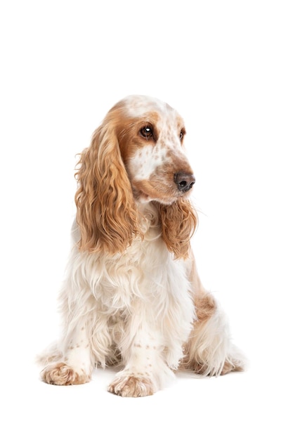 Cocker spaniel inglese roano arancione