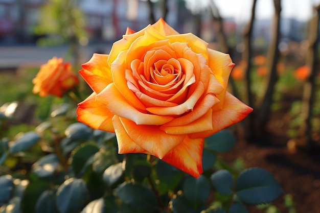 Orange Rose Blossoming in Spring orange picture photography