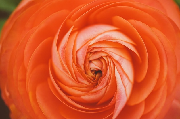 orange rose closeup background macro