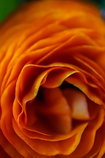 orange rose closeup background macro