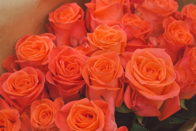  orange rose flower buds