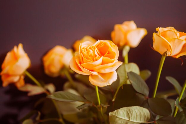 Orange rose flowers close up