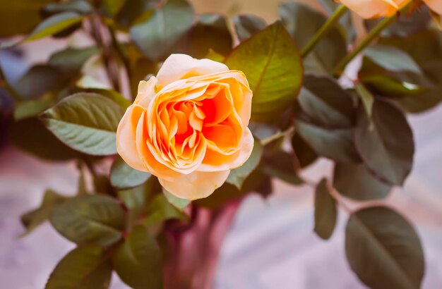 Orange rose flowers close up