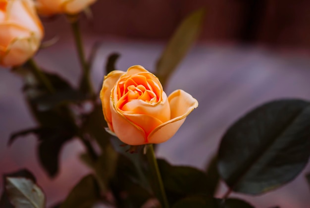 Orange rose flowers close up