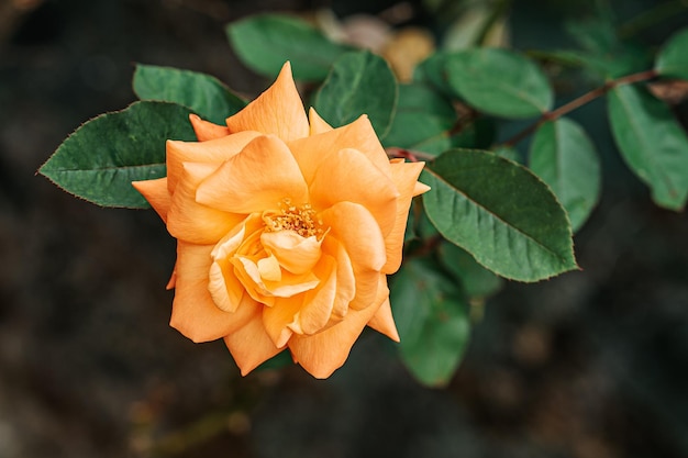 orange rose flowers at garden