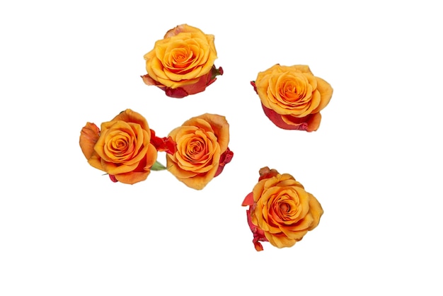 Orange rose isolated on a white background. Top view.