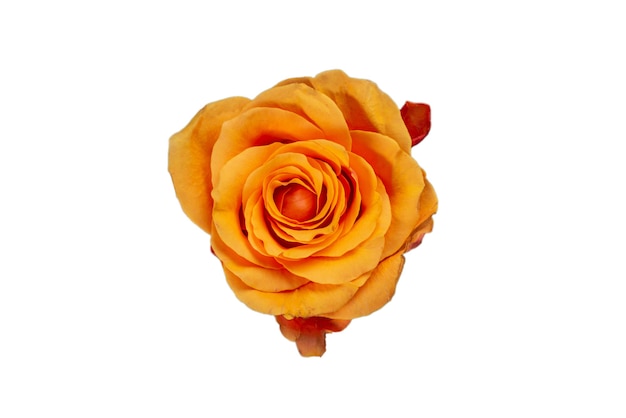 オレンジ色のバラは、白い背景で隔離。上面図。