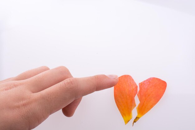 An orange rose's petal