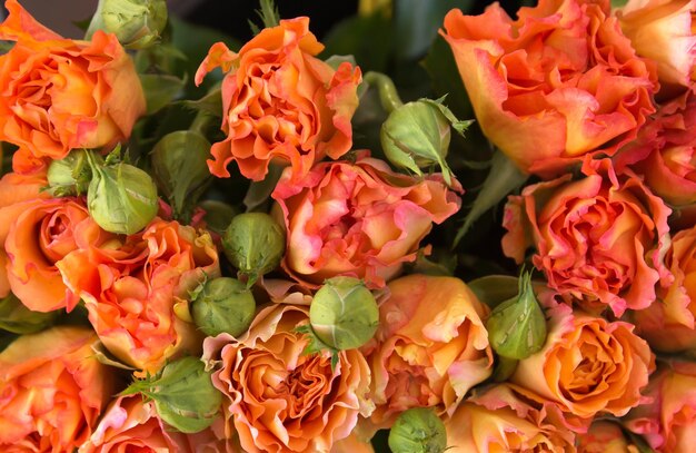 Photo orange roses background