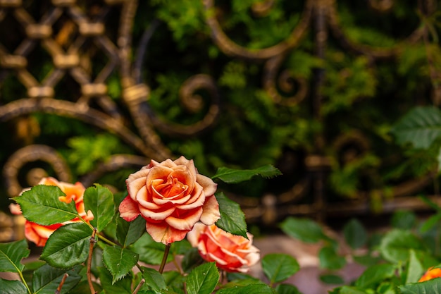 Photo orange roses closeup against the background of blurred greenery and a beautiful fence