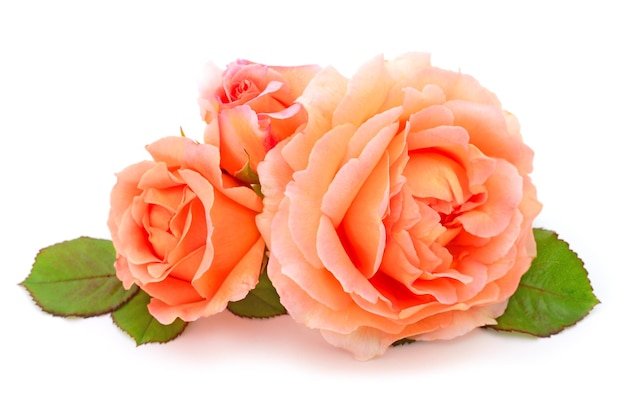 Orange roses flowers