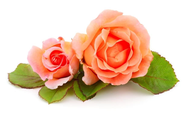 Orange roses flowers