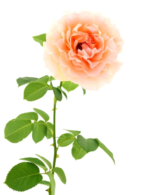 Цветы оранжевых роз