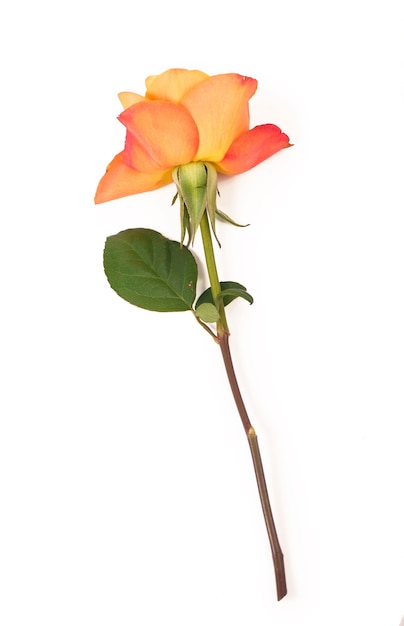 Orange roses isolated on white surface