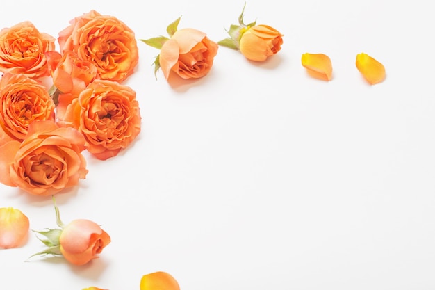 Orange roses on white background